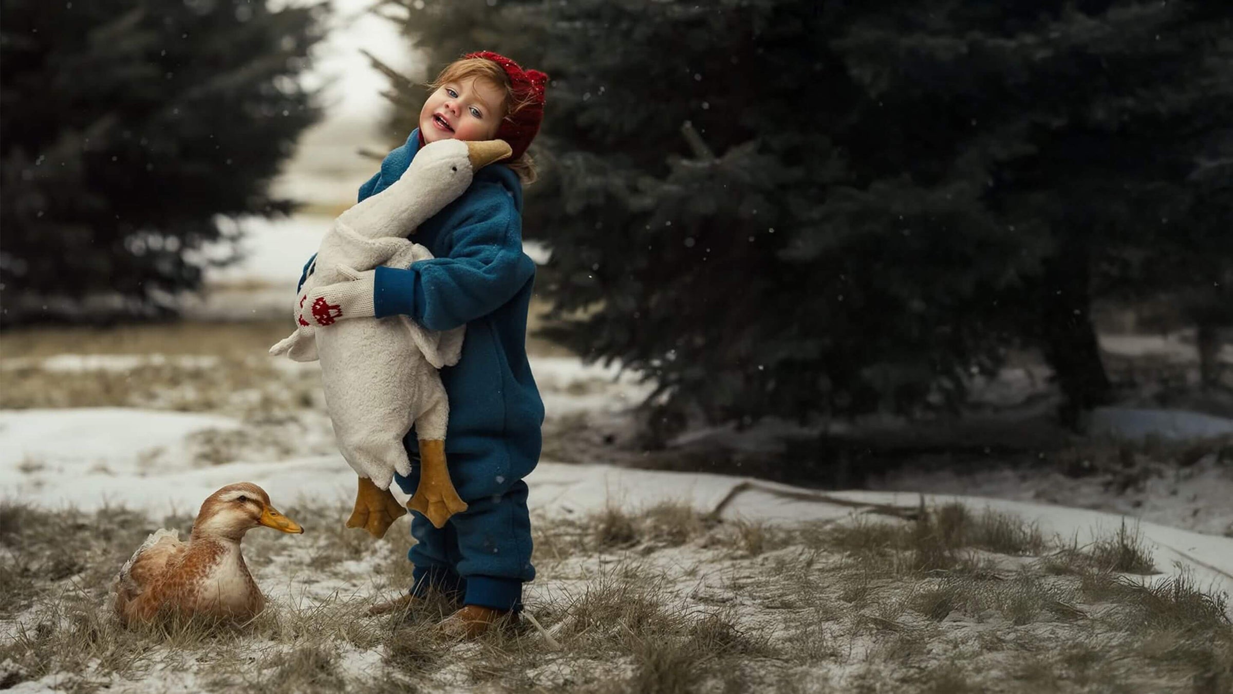 A child hugging a large white Senger goose standing in winter grass.