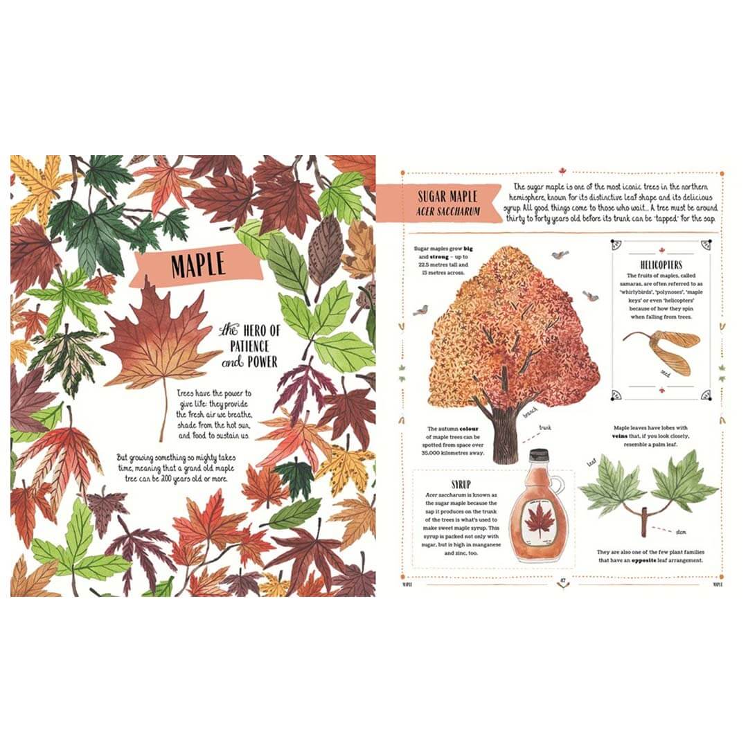 Illustrated book page with maple leaves and tree information on a white background.