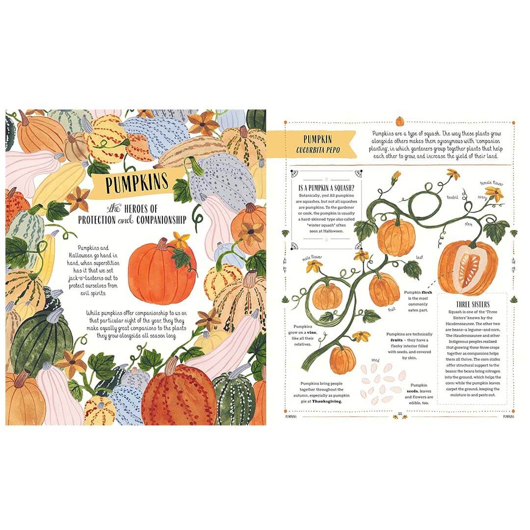 Two pages from a book featuring illustrations of pumpkins and text on a white background.