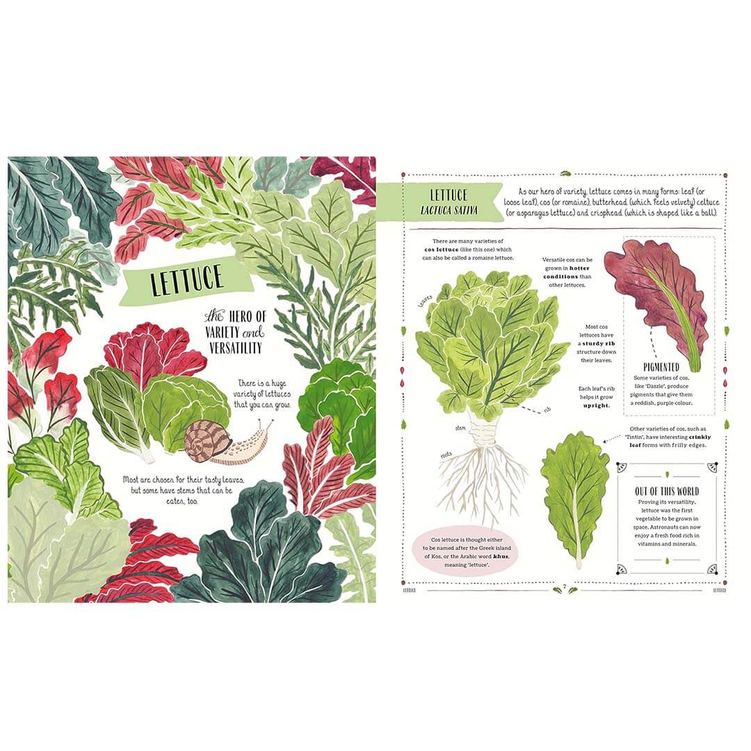 Two pages from a book featuring illustrations of lettuce and text about lettuce varieties.