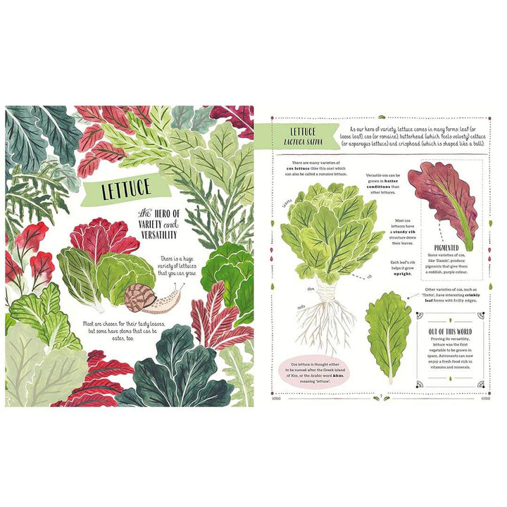 Two pages from a book featuring illustrations of lettuce and text about lettuce varieties.