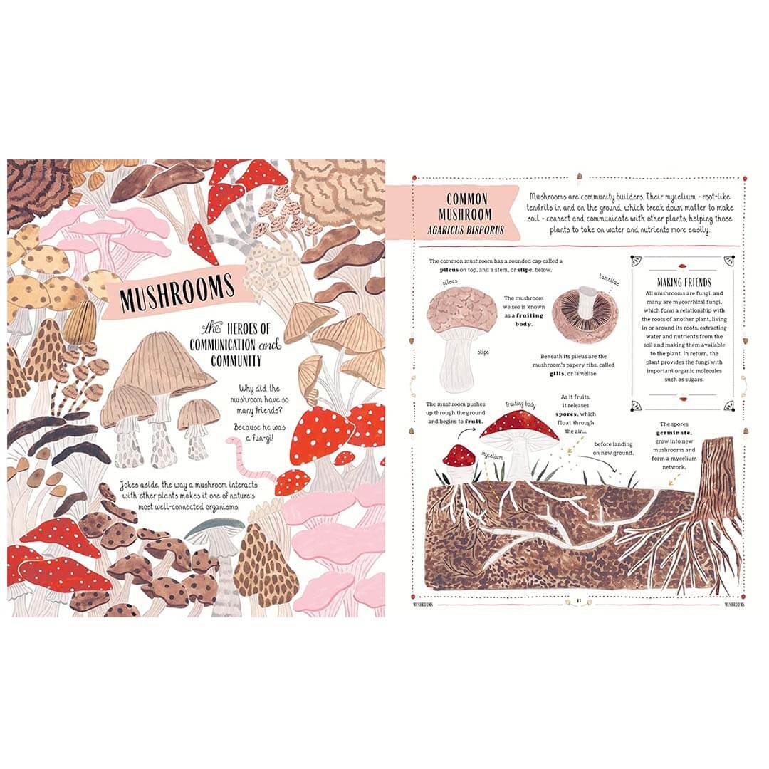 Illustrated book page about mushrooms with text and illustrations on a white background.