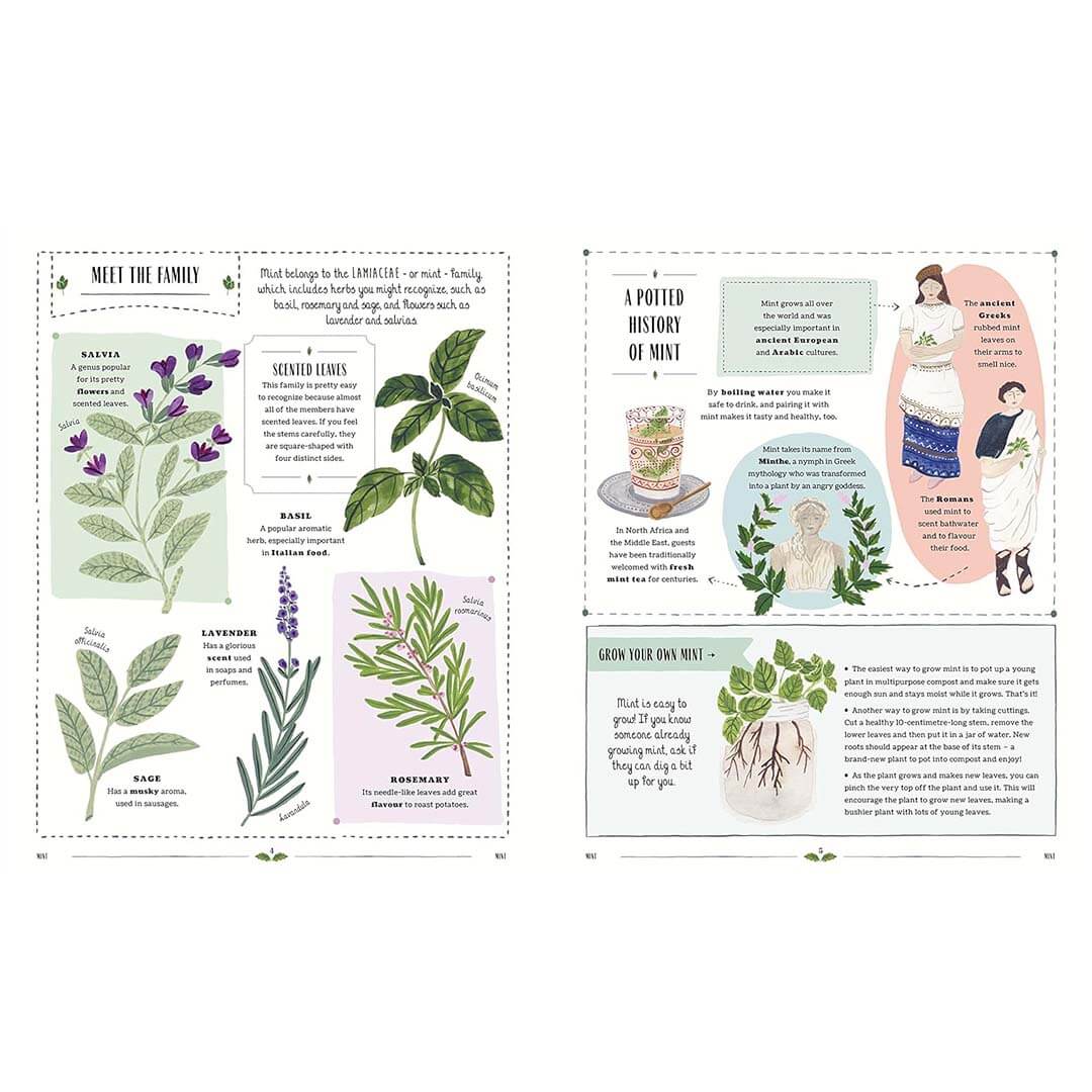 Educational page about herbs with illustrations and text on a white background.