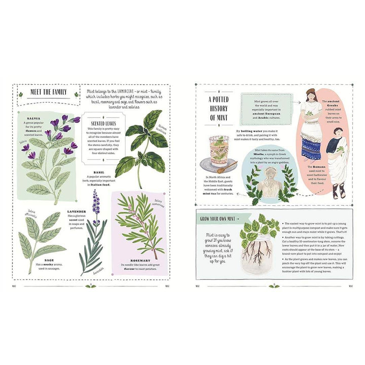 Educational page about herbs with illustrations and text on a white background.