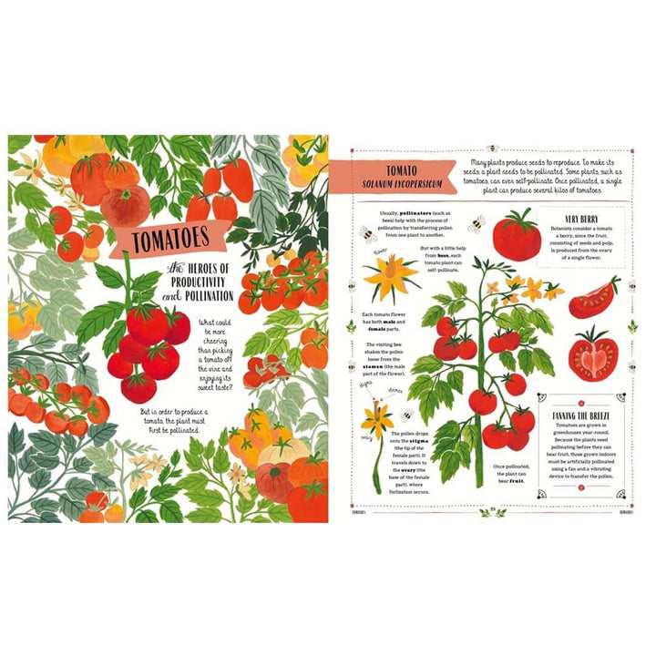 Illustrated book page about tomatoes with plant images and text.