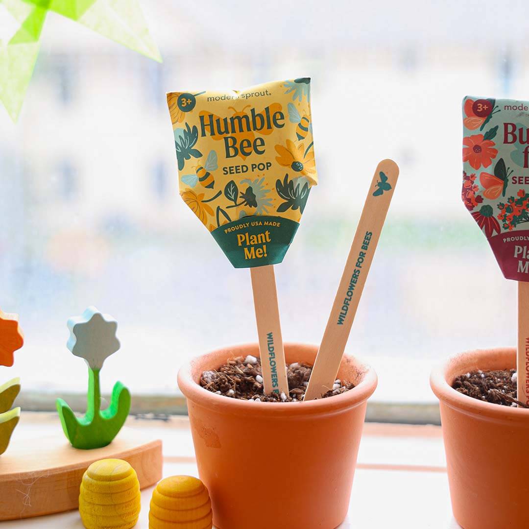 Humble Bee seed pop packaging with plantable sticks in a pot on a windowsill.