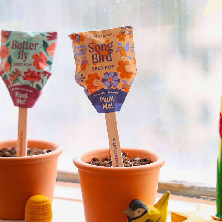 Two 'Seed Pop' products from Modern Sprout in terracotta pots with a window in the background.