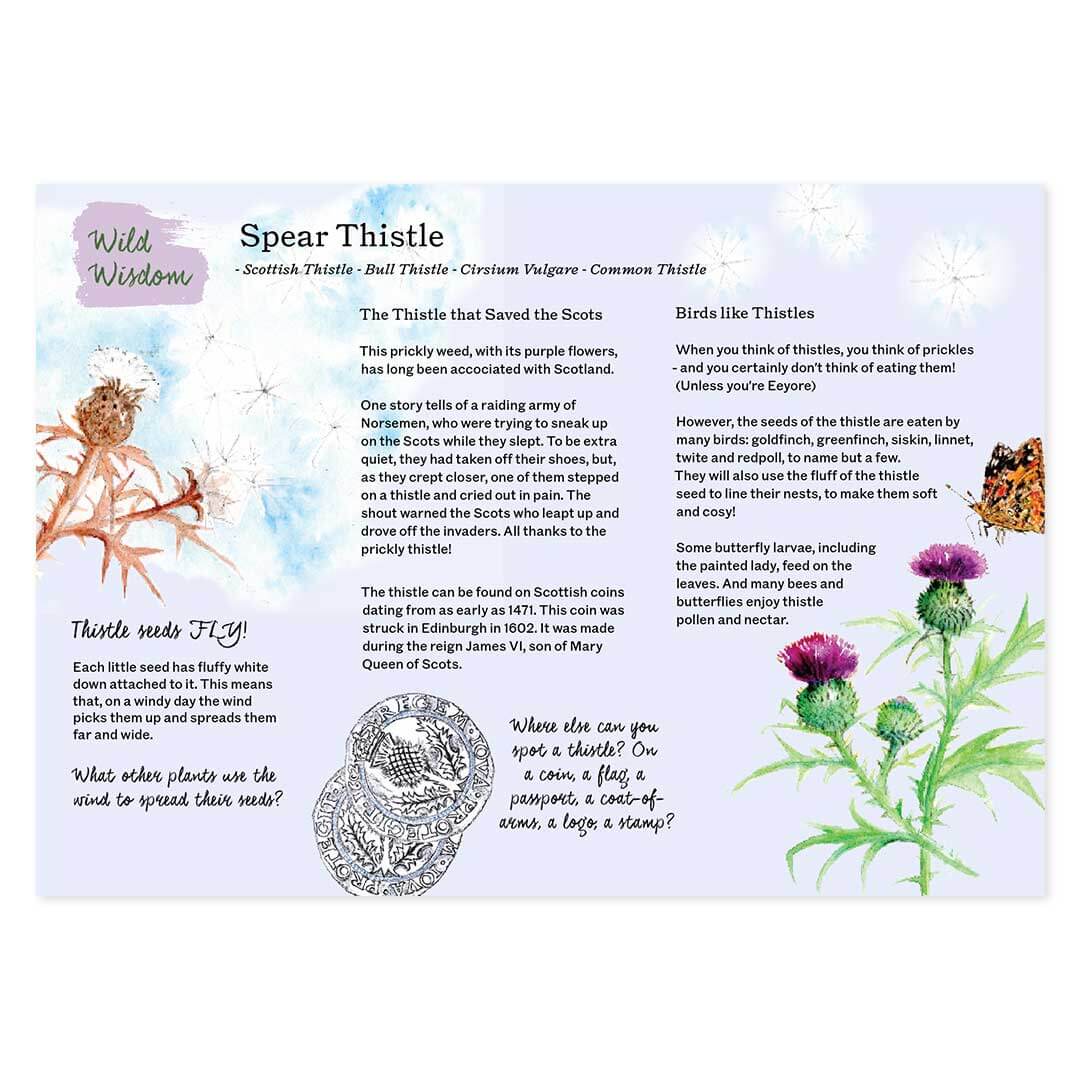 Wild Wisdom sample pages of Spear Thistle - an illustrated page with thistle stories