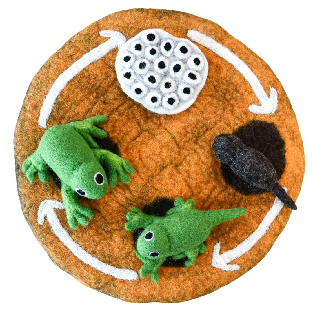 Felted Frog Life Stages Set with Life Cycle Playmat
