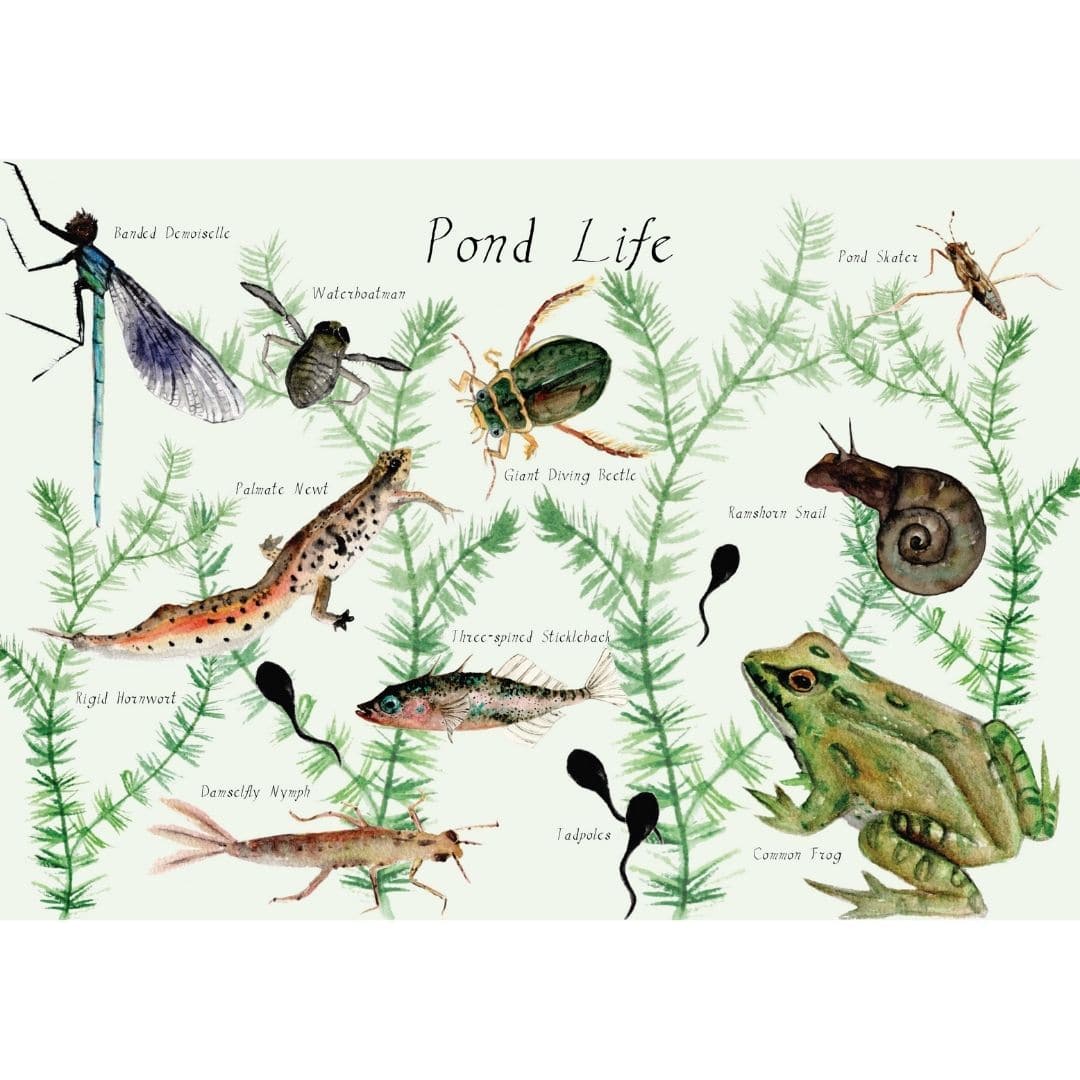 Interior page of A Year and a Day Magazine - Issue 9 - Pond Life featuring creatures that live in a pond including rogs, snails, tadpoles, beetles, dragonflies and more.